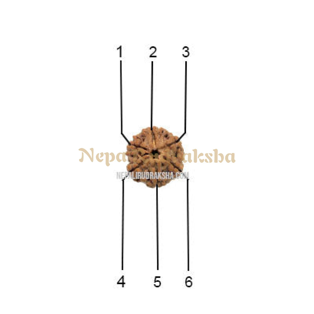 Nepali 6 Mukhi Rudraksha Face Count