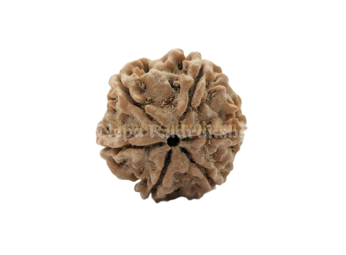 6 Mukhi (Regular) Rudraksha