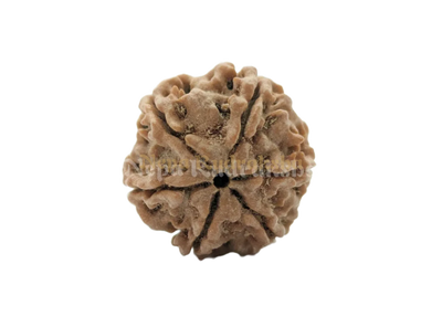 6 Mukhi (Regular) Rudraksha