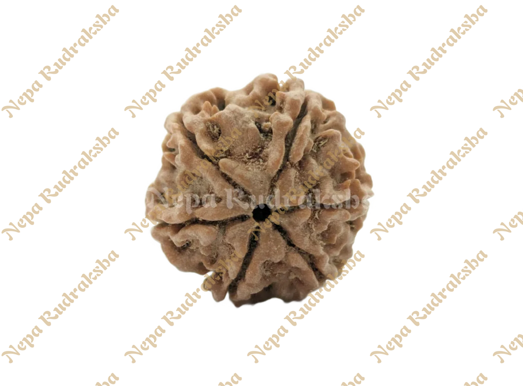 Nepali 6 Mukhi Rudraksha Front View