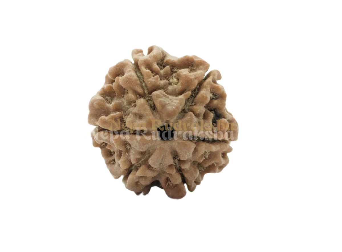 6 Mukhi (Regular) Rudraksha