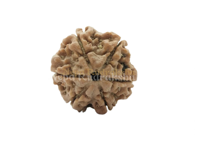 6 Mukhi (Regular) Rudraksha