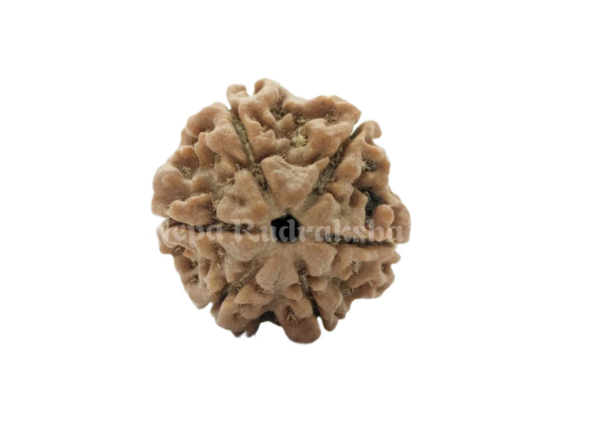 6 Mukhi (Regular) Rudraksha