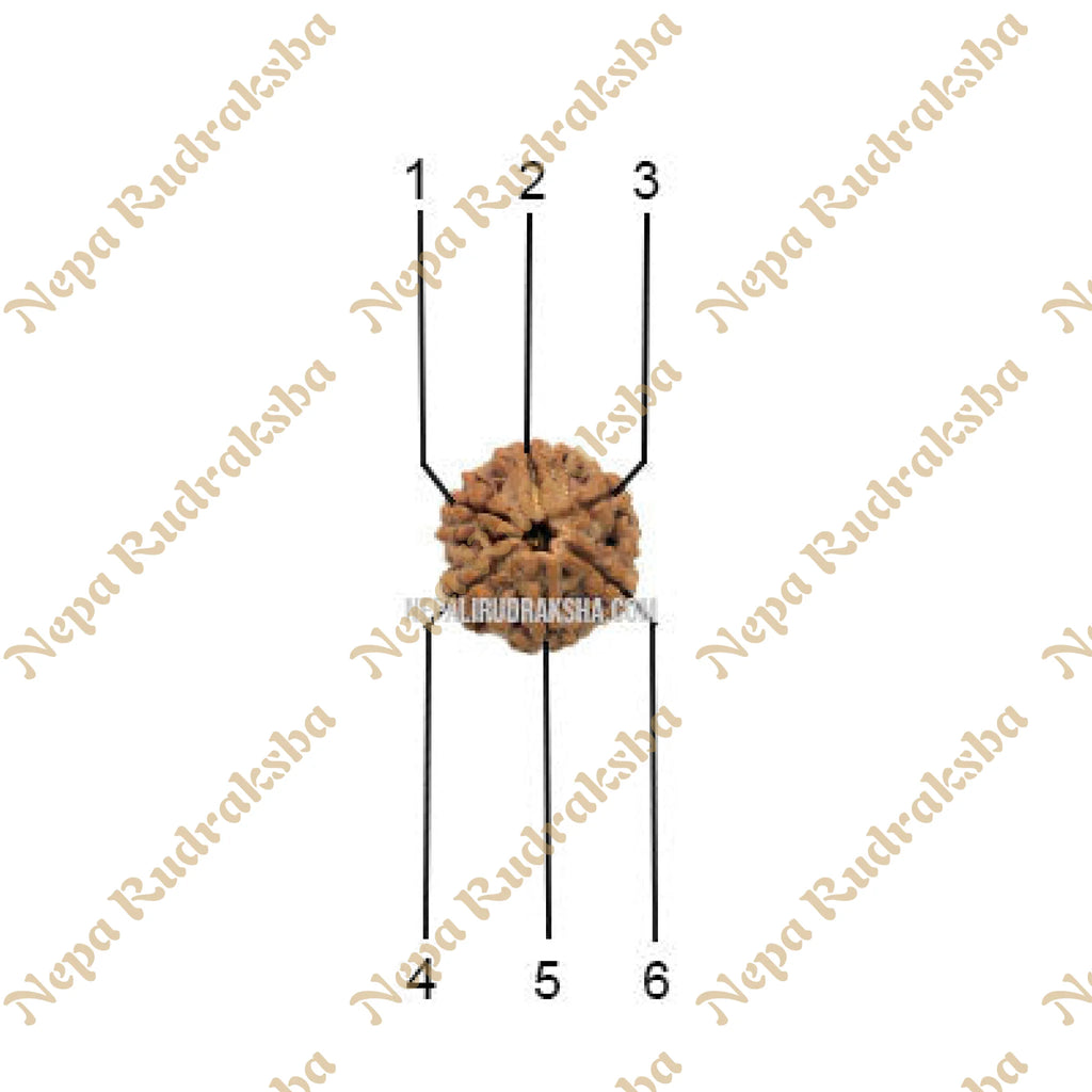 Nepali 6 Mukhi Rudraksha Face Count