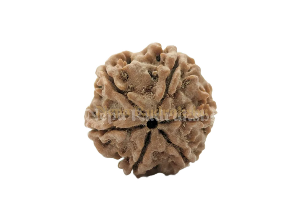 Nepali 6 Mukhi Rudraksha Front View