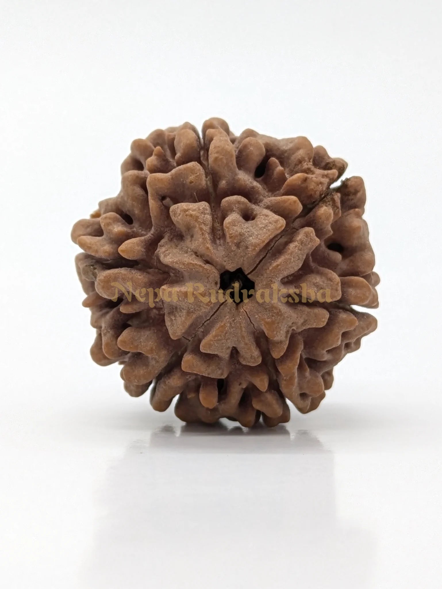 6 Mukhi (Super Collector) Rudraksha