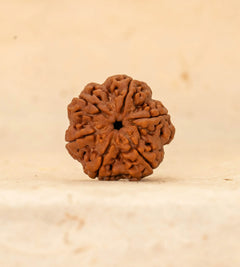 6 Mukhi