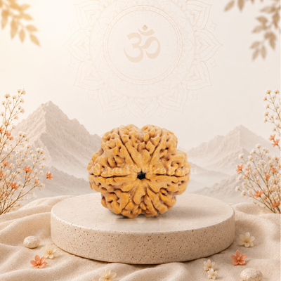 6 Mukhi (Collector) Rudraksha