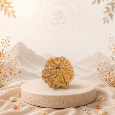 6 Mukhi (Regular) Rudraksha