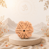 6 Mukhi (Super Collector) Rudraksha