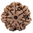 7 mukhi