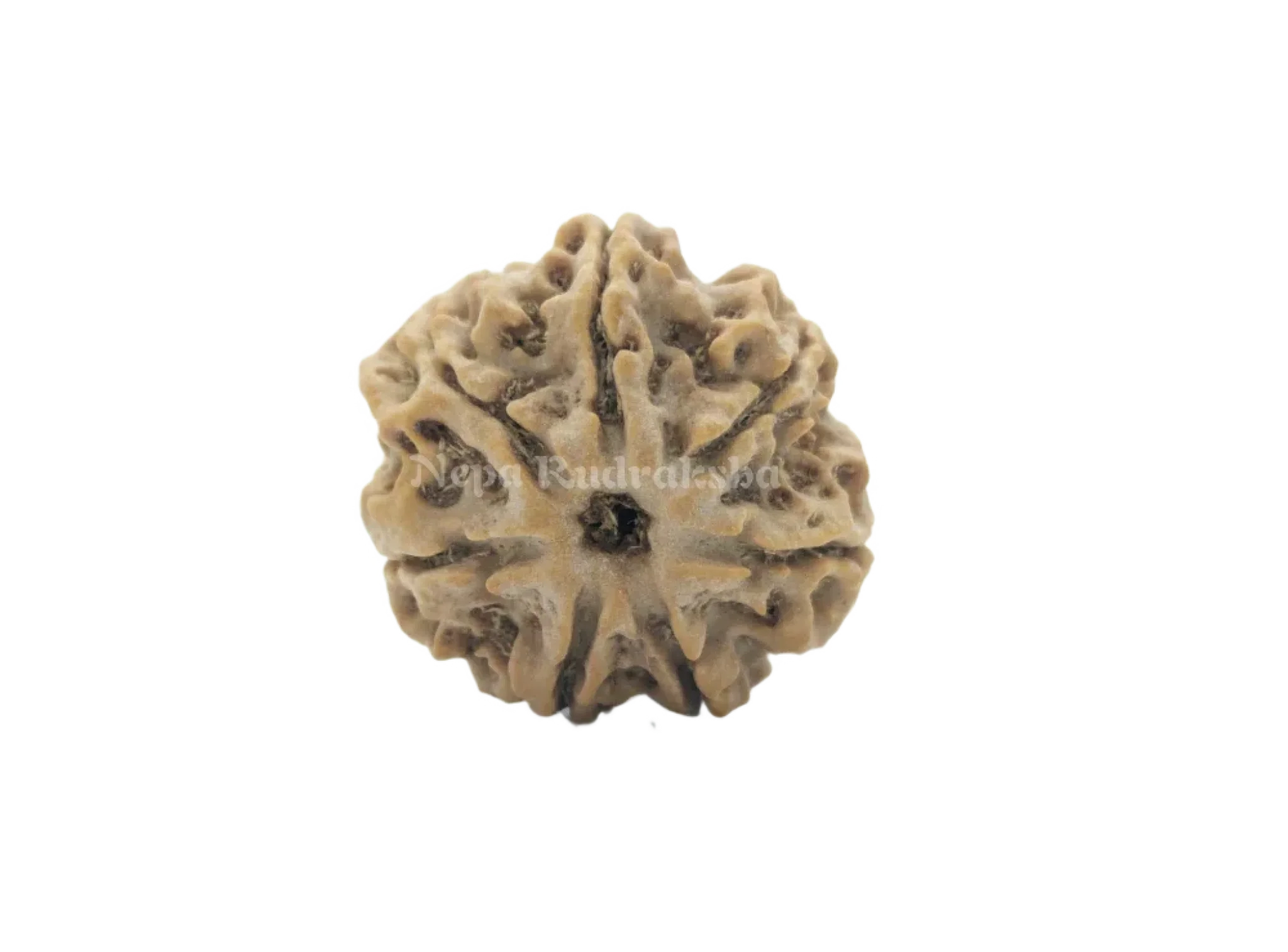 7 Mukhi (Collector) Rudraksha