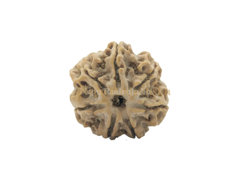 7 Mukhi Collector Rudraksha Front View