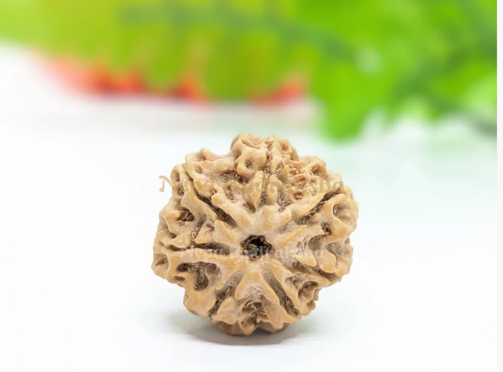 7 Mukhi Collector Rudraksha