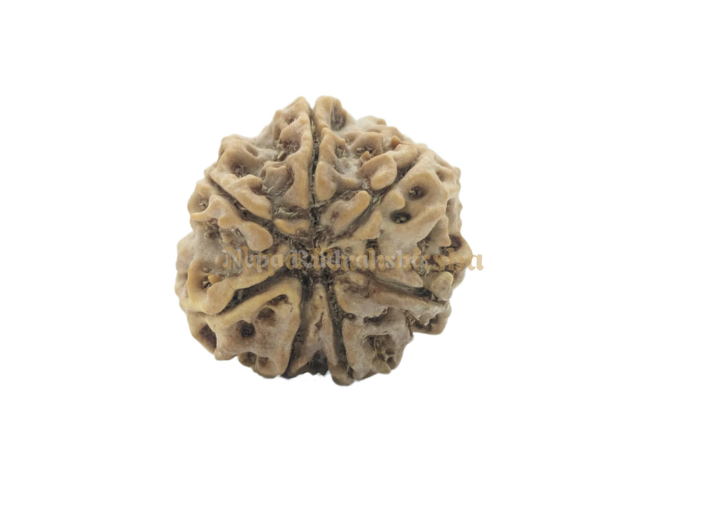 7 Mukhi Collector Rudraksha Back View