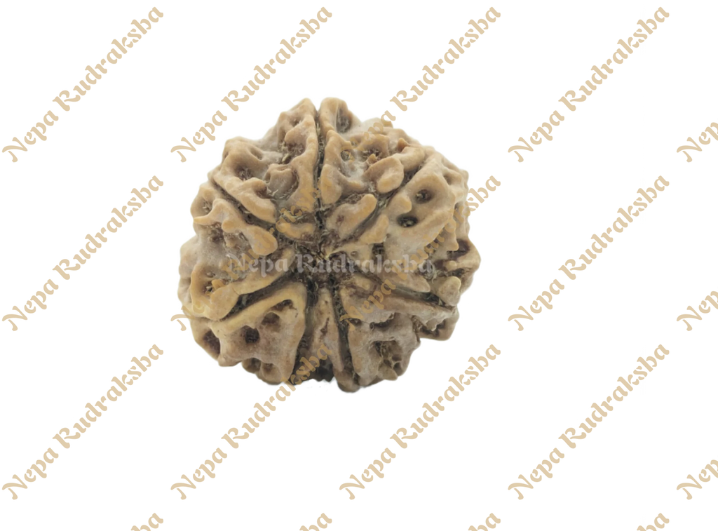 7 Mukhi Collector Rudraksha Back View