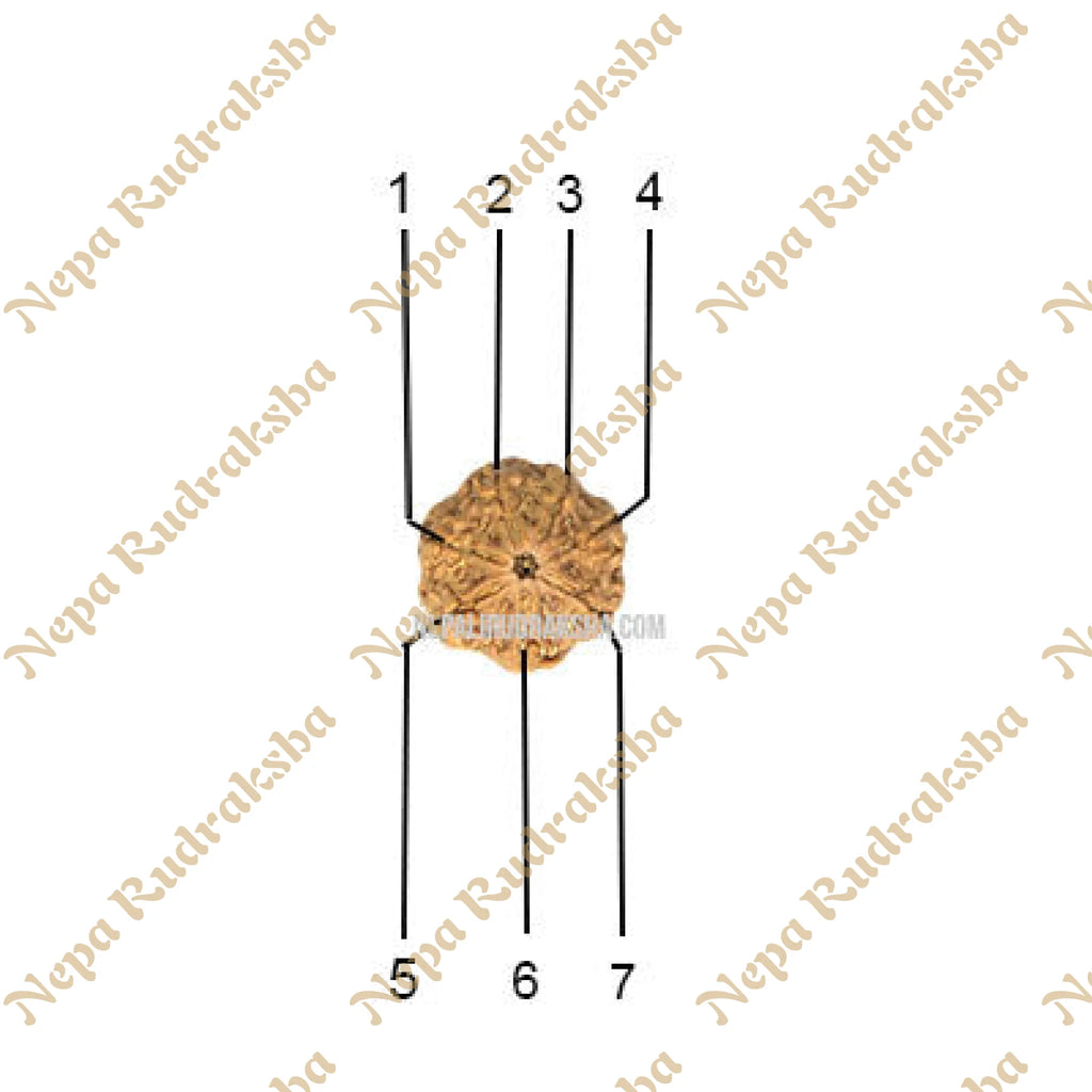 7 Mukhi Collector Rudraksha Face Count