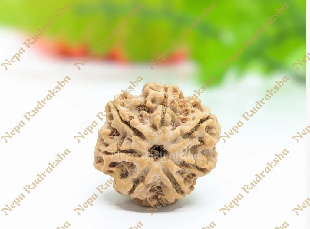 7 Mukhi Collector Rudraksha