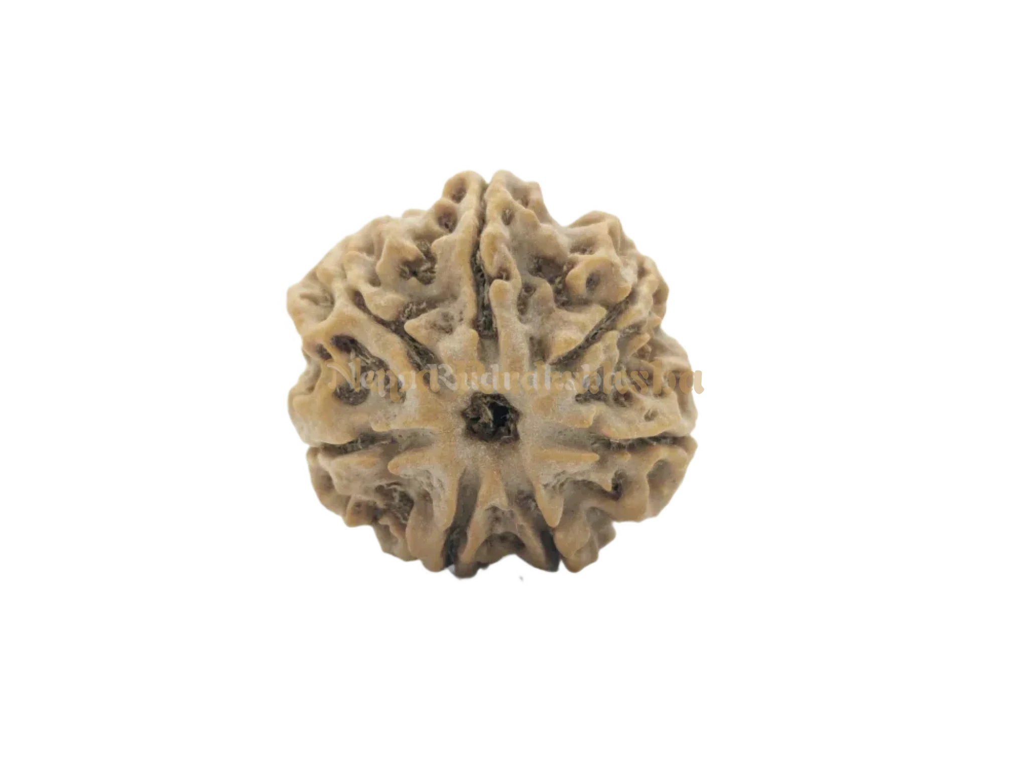 7 Mukhi (Collector) Rudraksha