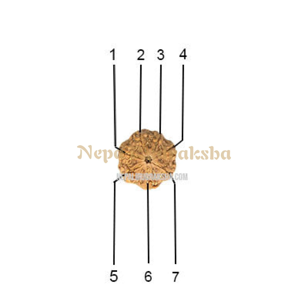 7 Mukhi Collector Rudraksha Face Count