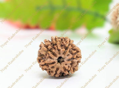 7 Mukhi (Medium) Rudraksha