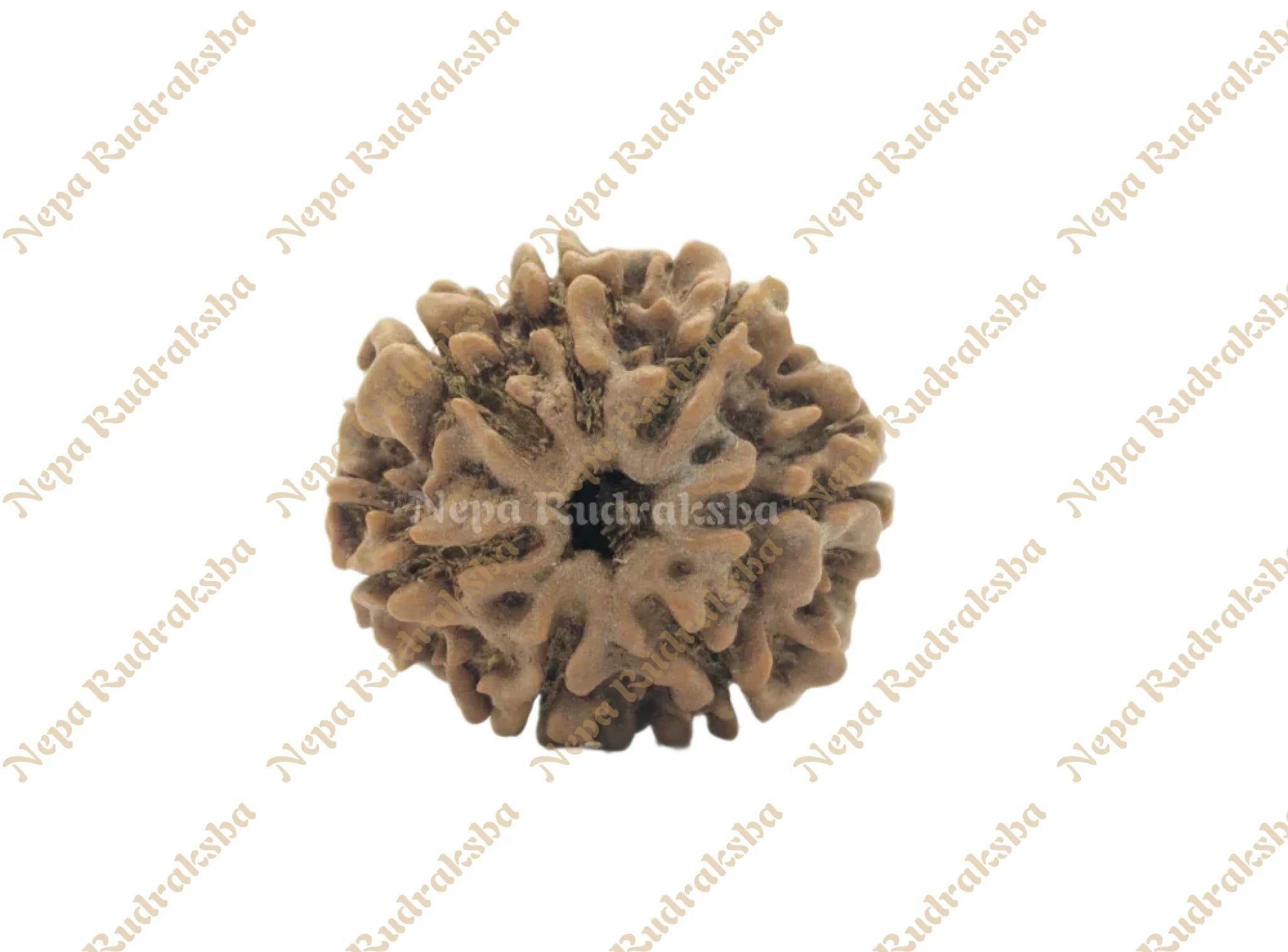 7 Mukhi (Medium) Rudraksha