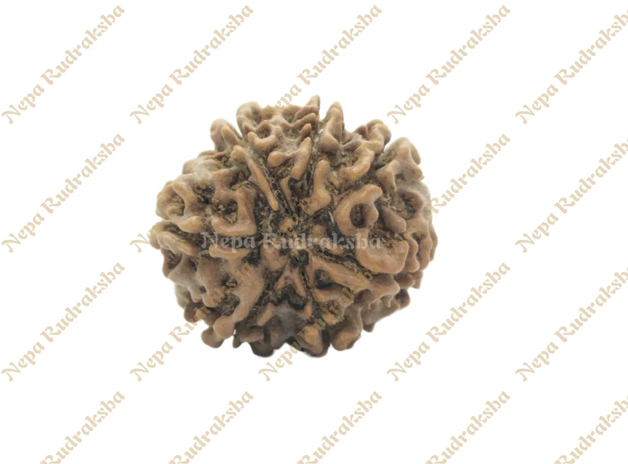 7 Mukhi Medium Rudraksha Back View
