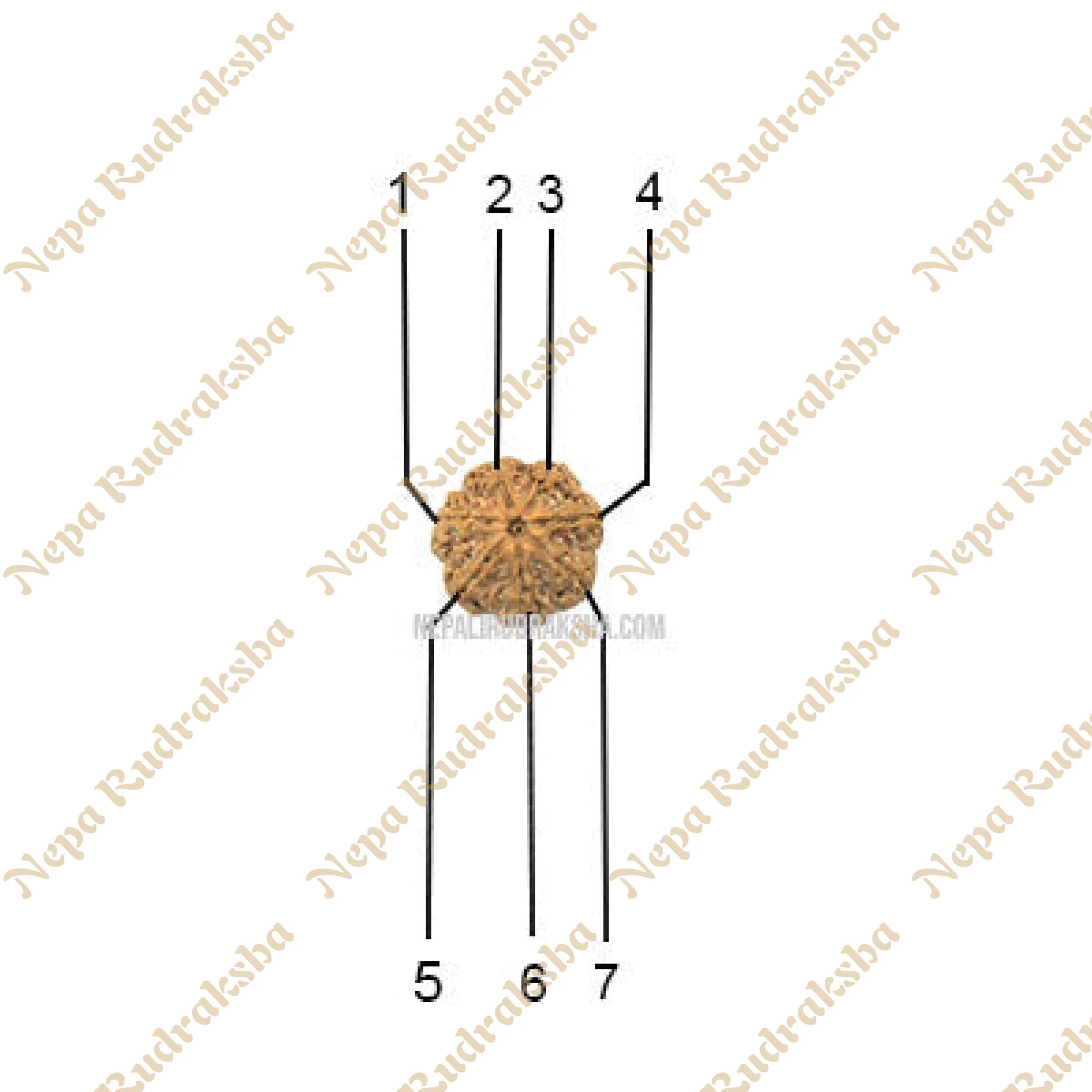7 Mukhi Medium Rudraksha Face Count