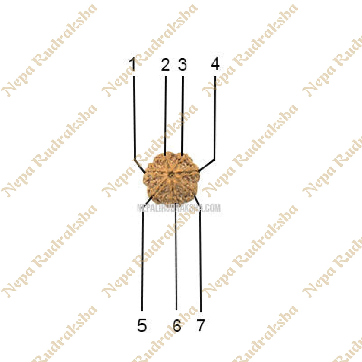 7 Mukhi (Medium) Rudraksha