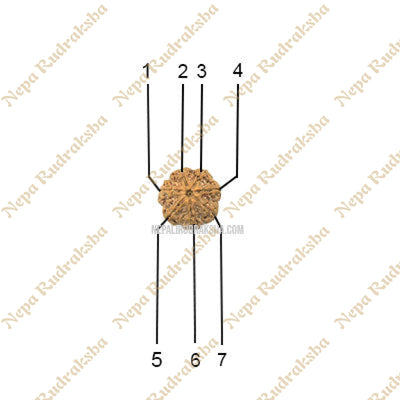 7 Mukhi (Medium) Rudraksha