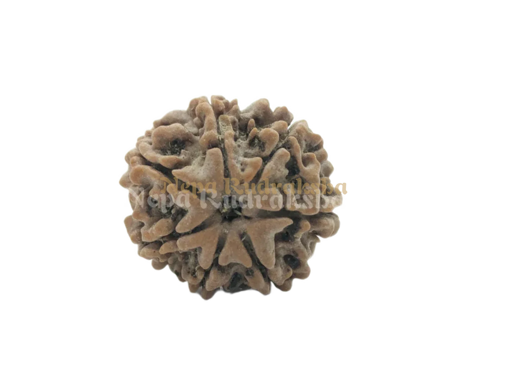 7 Mukhi Rudraksha Front View