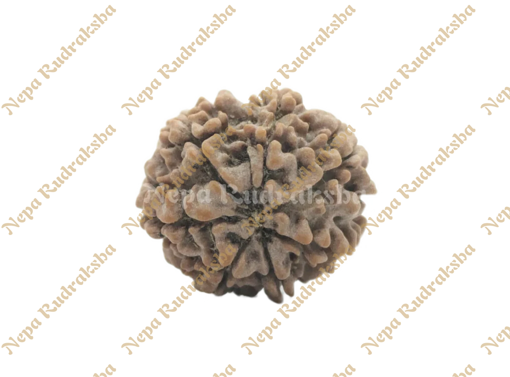 7 Mukhi Rudraksha Back View