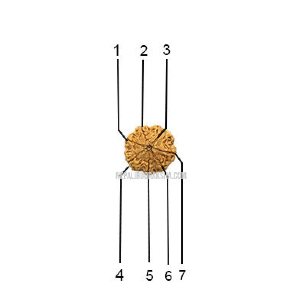 7 Mukhi Rudraksha Face Count