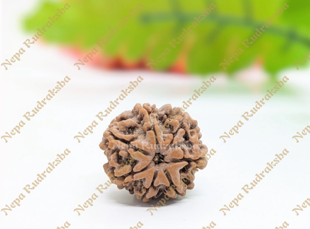 7 Mukhi Rudraksha