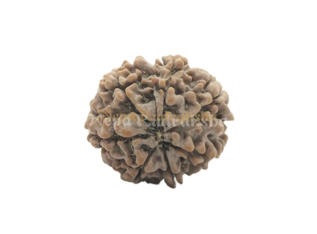 7 Mukhi Rudraksha Back View