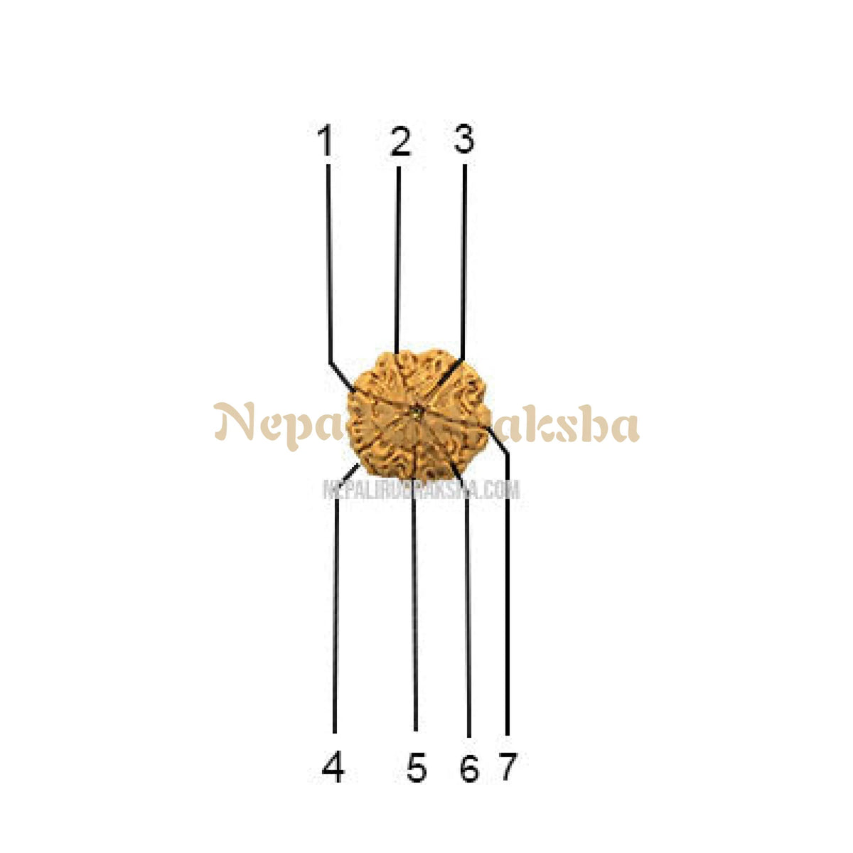 7 Mukhi (Regular) Rudraksha