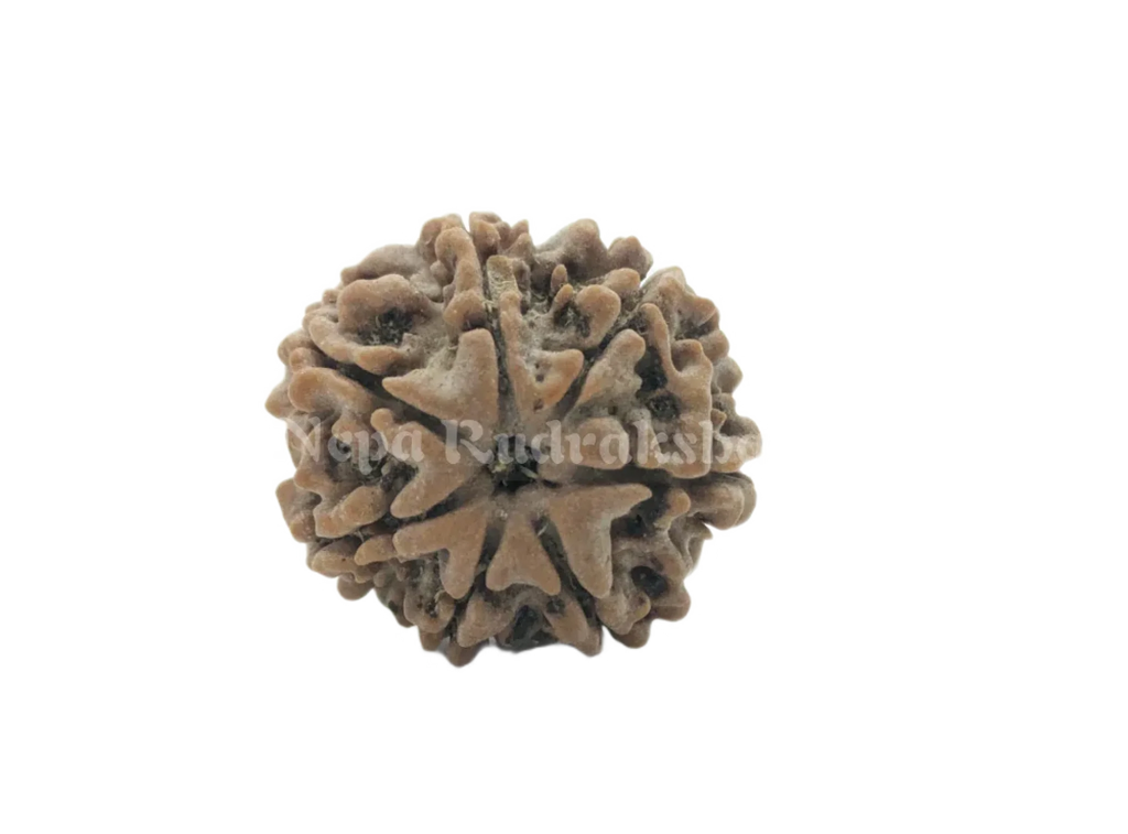 7 Mukhi Rudraksha Front View