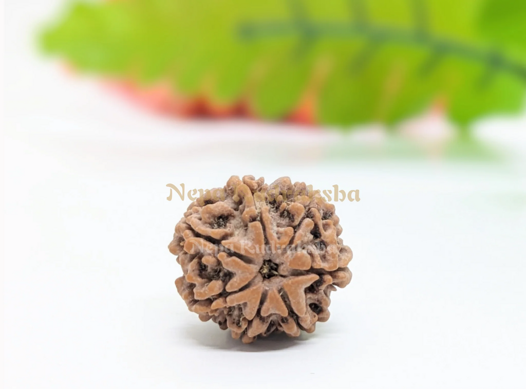 7 Mukhi Rudraksha