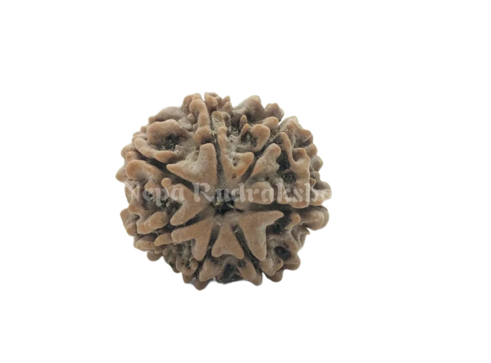 7 Mukhi (Regular) Rudraksha