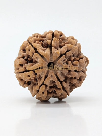 7 Mukhi (Super Collector) Rudraksha