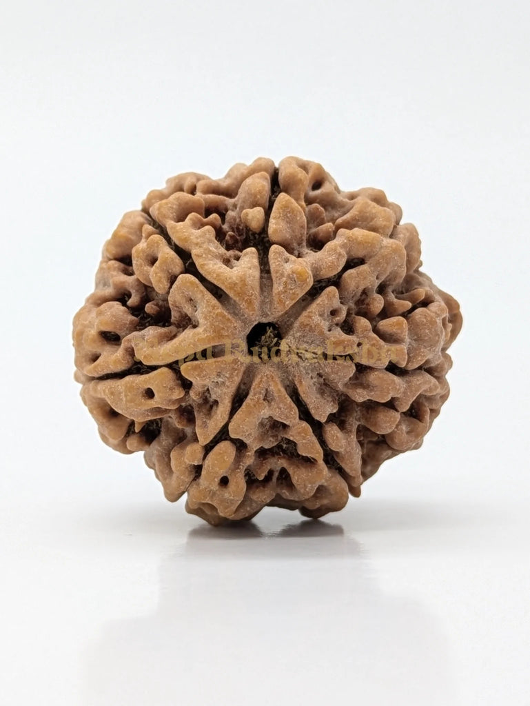 7 Mukhi (Super Collector) Rudraksha