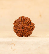 7 Mukhi