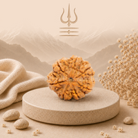 7 Mukhi (Medium) Rudraksha