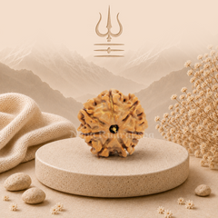 7 Mukhi (Regular) Rudraksha