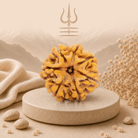 7 Mukhi (Super Collector) Rudraksha