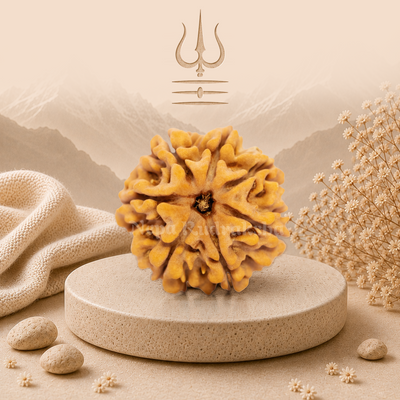 7 Mukhi (Super Collector) Rudraksha