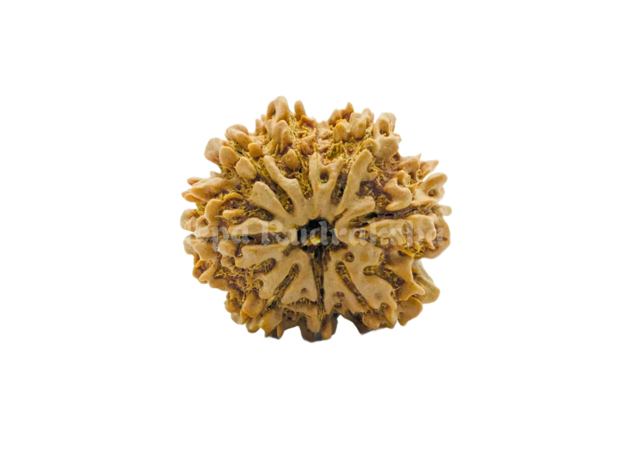 8 Mukhi (Collector) Rudraksha