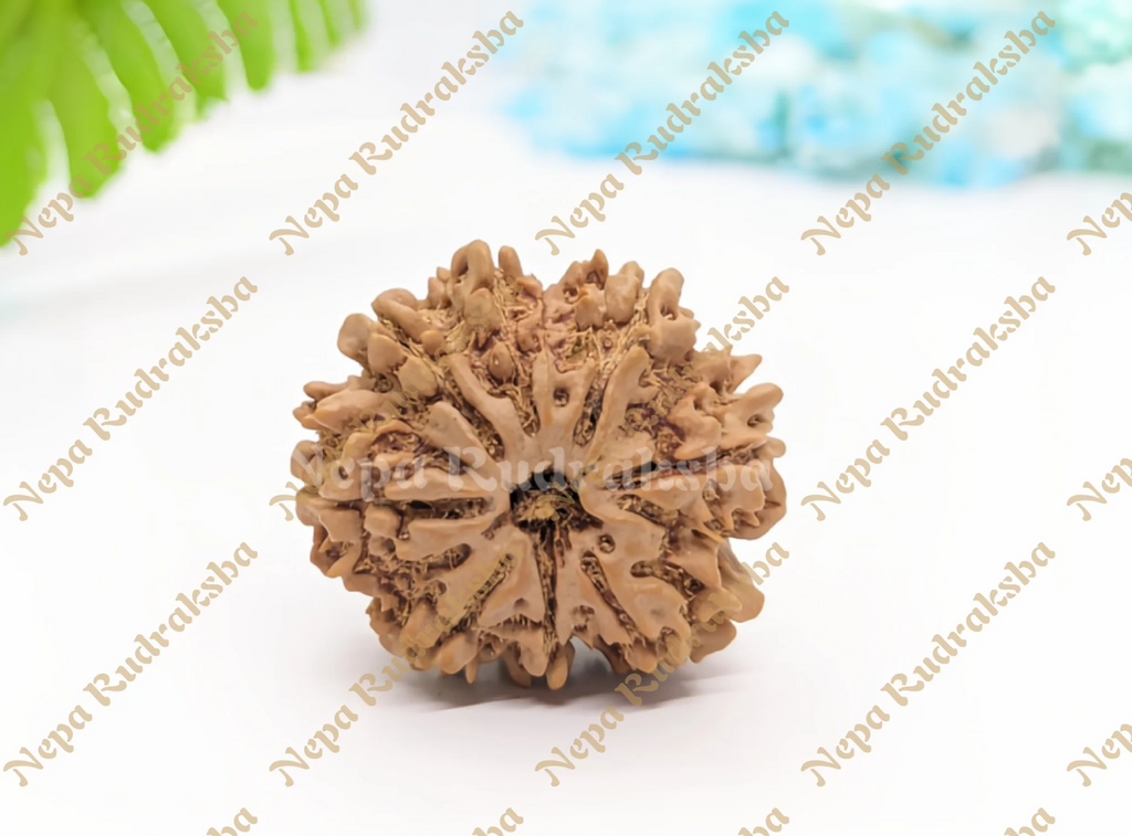 8 Mukhi (Collector) Rudraksha