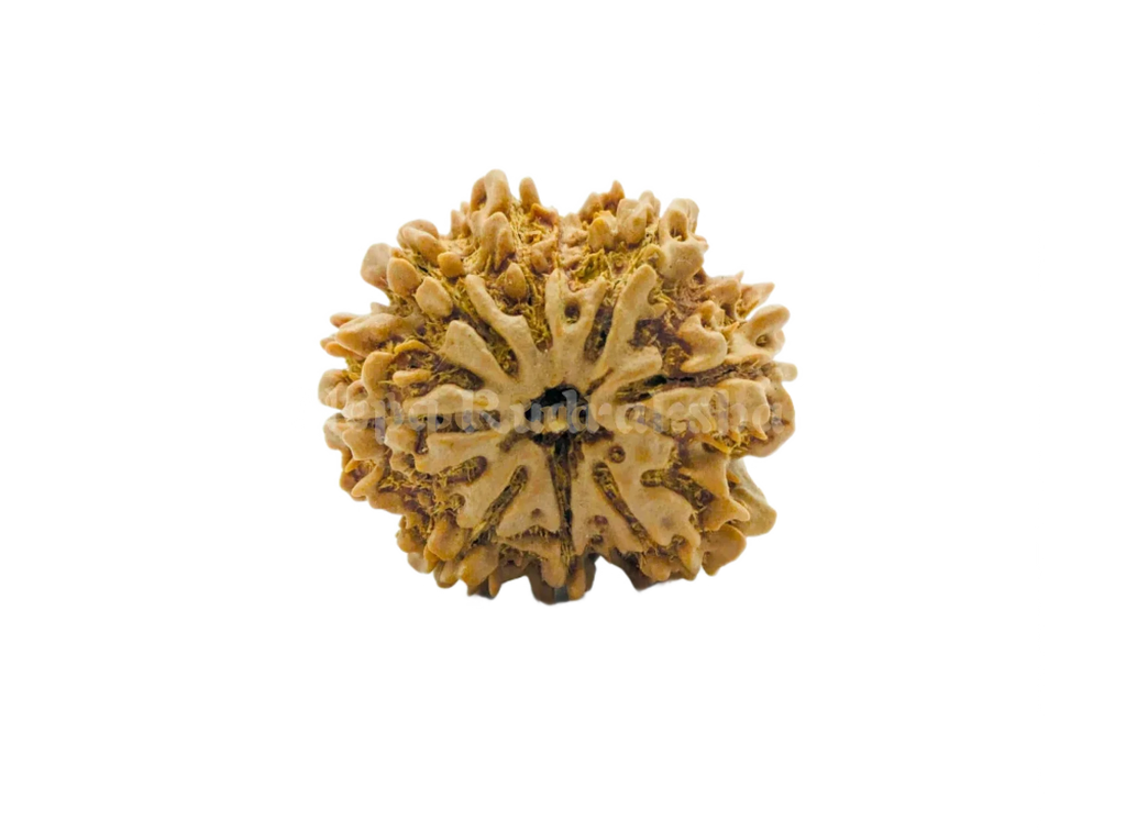 8 Mukhi (Collector) Rudraksha