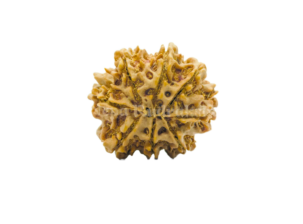 8 Mukhi (Collector) Rudraksha